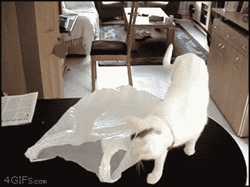 Gato vs sacola plastica