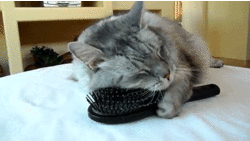 Gato esfregando o rosto em uma escova que ele segura com a pata