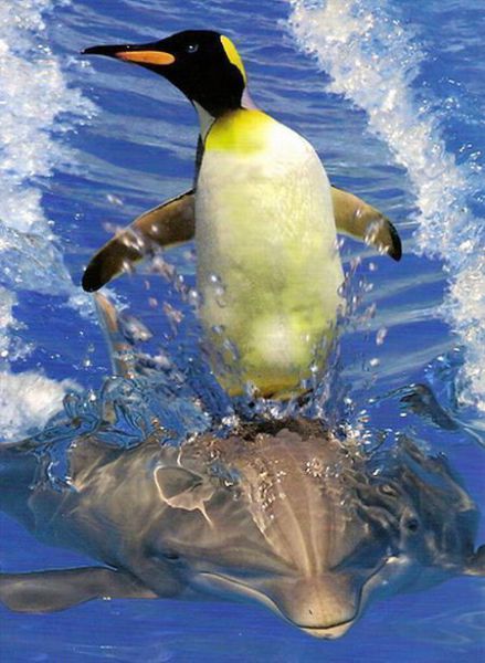 pinguim pegando carona nas costas de um golfinho