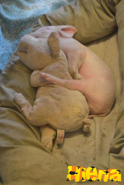 porquinho dormindo com porco de pelucia