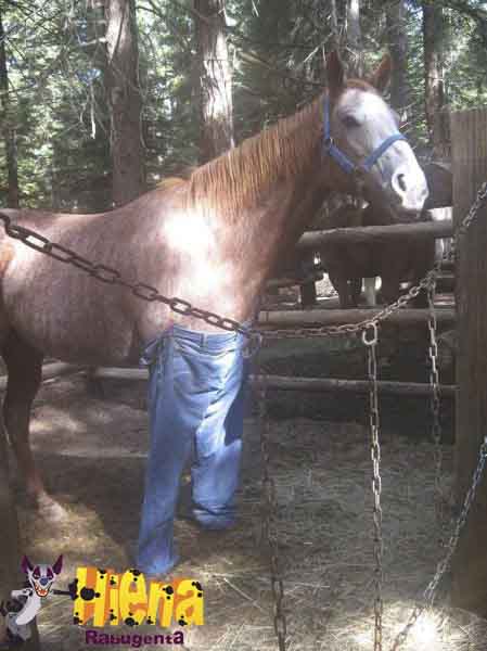 cavalo de calça jeans